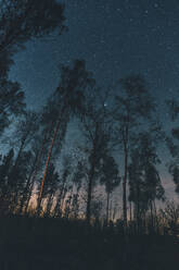 Starry sky over trees in Sodermanland, Nykoping, Sweden - GUSF03731