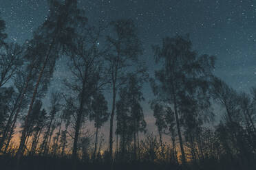 Starry sky over trees in Sodermanland, Nykoping, Sweden - GUSF03734