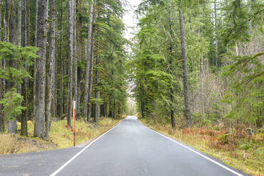 Gepflasterte Straße durch einen immergrünen Wald - CAVF79459
