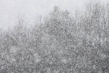 Starker Schneefall mit Bäumen im Hintergrund. - CAVF79528