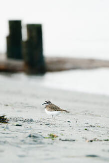 Porträt eines Killdeer-Vogels an einem Strand am Puget Sound im Großraum Seattle - CAVF79632