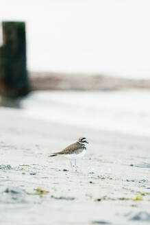 Geradeaus-Porträt eines Killdeer-Vogels am Strand von Puget Sound - CAVF79633