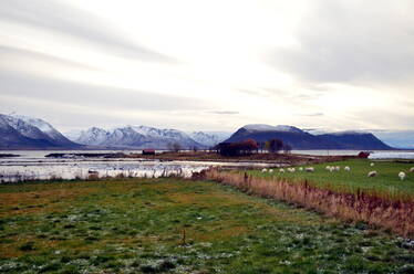 Schafe in der Nähe des Hauses an der Küste des Meeres in Nordnorwegen - CAVF79729