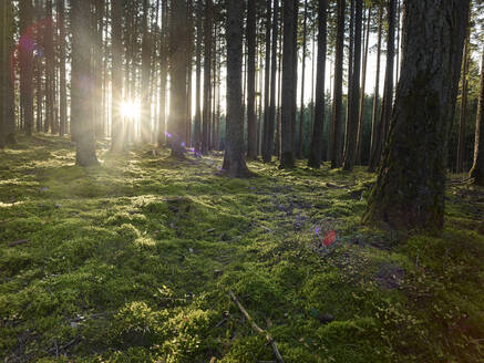 Österreich, Tirol, Lans, Untergehende Sonne beleuchtet moosbewachsenen Waldboden - CVF01625