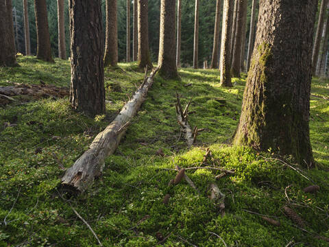 Österreich, Tirol, Lans, Umgefallener Baum auf moosigem Waldboden liegend, lizenzfreies Stockfoto