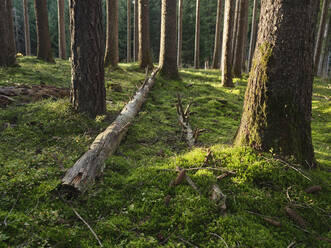 Austria, Tyrol, Lans, Fallen tree lying on mossy forest floor - CVF01626