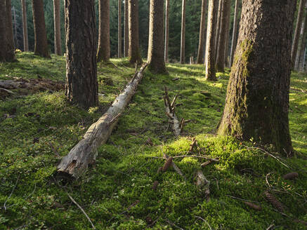 Österreich, Tirol, Lans, Umgefallener Baum auf moosigem Waldboden liegend - CVF01626