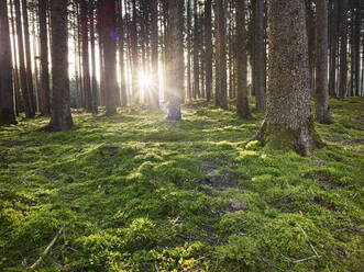 Österreich, Tirol, Lans, Untergehende Sonne beleuchtet moosbewachsenen Waldboden - CVF01627