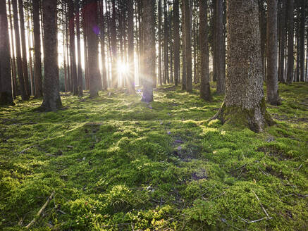 Österreich, Tirol, Lans, Untergehende Sonne beleuchtet moosbewachsenen Waldboden - CVF01627