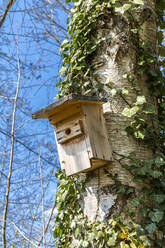 Germany, Low angle view of birdhouse hanging on tree trunk in spring - MABF00571