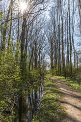 Germany, Bavaria, Ingolstadt, Sun shining over empty footpath stretching along small stream in spring - MABF00572