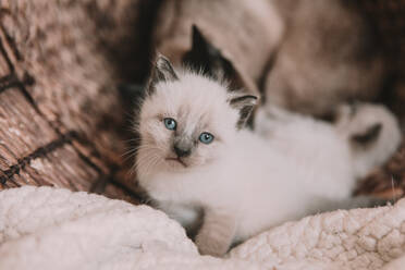 White Siamese Kitten with blue eyes - CAVF79895