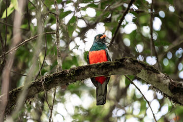 Bunter Schieferschwanztrogon auf Baumstamm in Costa Rica - CAVF79996