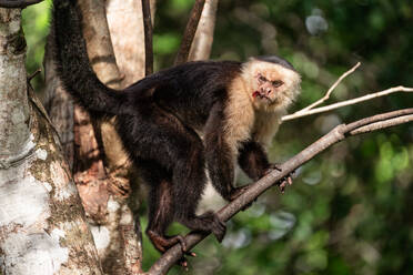 Nahaufnahme eines wilden Kapuzineräffchens mit verletztem Gesicht in Costa Rica - CAVF80000