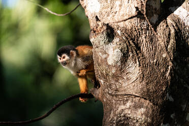 Wildes Totenkopfäffchen in einem Baum in Costa Rica - CAVF80002