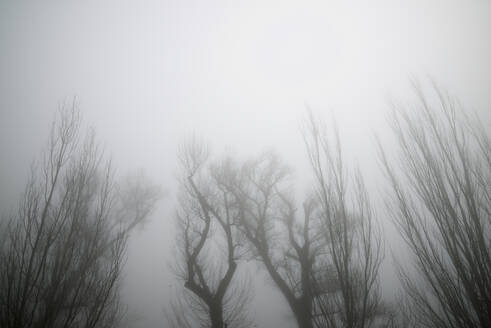 Bäume zwischen den Nebeln, Provinz Zaragoza in Spanien. - CAVF80052