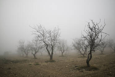 Obstbäume zwischen den Nebeln, Provinz Zaragoza in Spanien. - CAVF80055