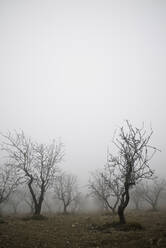 Obstbäume zwischen den Nebeln, Provinz Zaragoza in Spanien. - CAVF80056