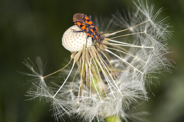 Deutschland, Nahaufnahme einer Feuerwanze (Pyrrhocoris apterus), die auf einem Löwenzahnsamenkopf herumkrabbelt - ZCF00962