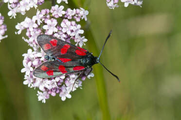 Deutschland, Nahaufnahme des Fünffleck-Brandstifters (Zygaena trifolii), der sich auf blühenden Wildblumen niederlässt - ZCF00967