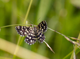 Deutschland, Nahaufnahme einer Gitterheide (Chiasmia clathrata), die auf einem Grashalm hockt - ZCF00971