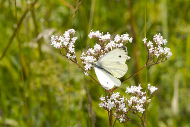 Deutschland, Nahaufnahme des Großen Kohlweißlings (Pieris brassicae), der auf einer Wildblume sitzt - ZCF00972