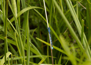 Deutschland, Nahaufnahme einer Großen Moosjungfer (Coenagrion hastulatum), die auf einem Grashalm sitzt - ZCF00973