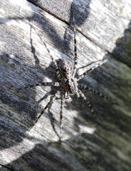 Deutschland, Nahaufnahme einer grauen Dictynidae-Spinne auf Holz sitzend - ZCF00976