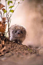 Schöner, neugieriger Igel in Herbstfarben - CAVF80265