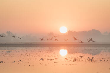 Wasservögel heben bei Sonnenaufgang über ein mit Wasser gefülltes Feld ab - CAVF80294