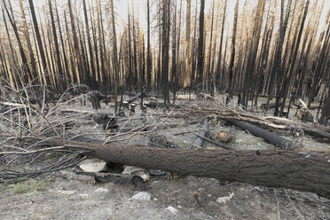 Folgen eines Waldbrandes im Yosemite-Nationalpark - CAVF80298