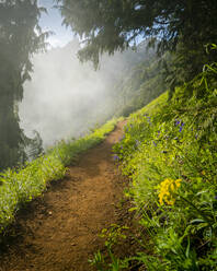 Ein Waldwanderweg im Sommer - CAVF80323