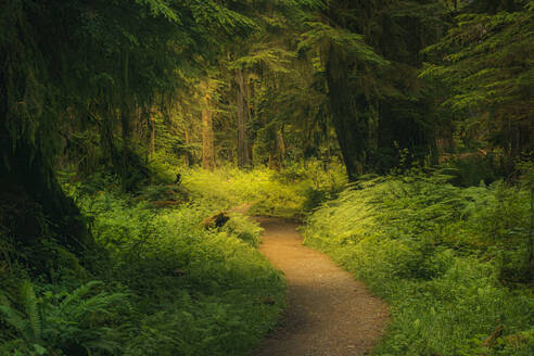 Ein Waldwanderweg im Sommer - CAVF80328