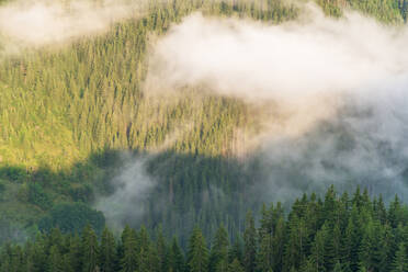Luftaufnahme eines Kiefernwaldes mit fließendem Nebel. - CAVF80385