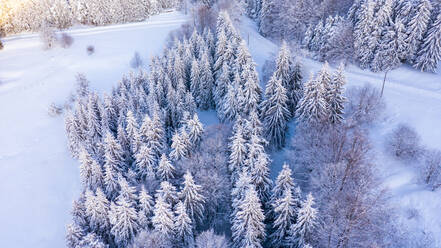 Luftaufnahme des Waldes im Winter. - CAVF80396