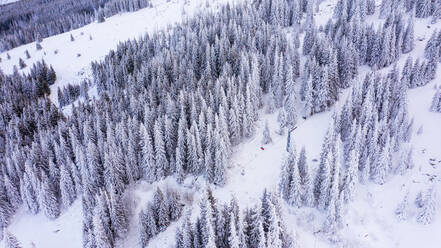 Luftaufnahme des Waldes im Winter. - CAVF80398
