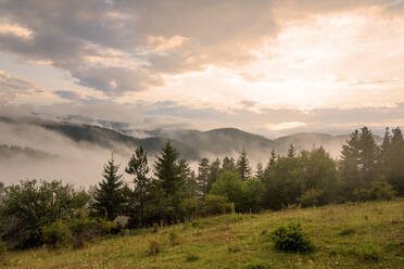 Nebel im Wald in Bulgarien. - CAVF80438