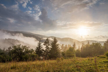 Nebel im Wald in Bulgarien. - CAVF80439