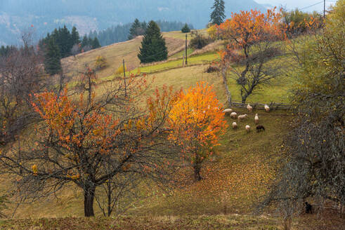 Schafherde im Herbst in der Natur. - CAVF80440