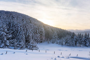 Waldkiefern im Winter mit Schnee bedeckt im Abendsonnenlicht - CAVF80441