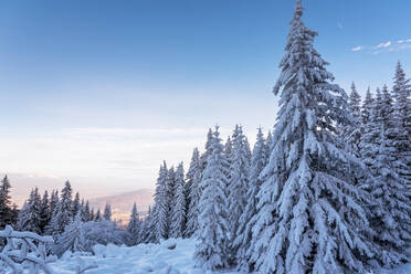 Waldkiefern im Winter mit Schnee bedeckt im Abendsonnenlicht - CAVF80442