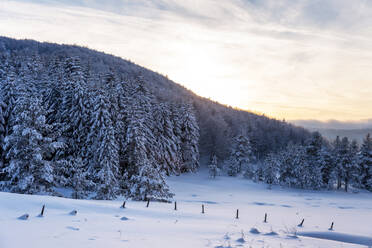 Forest pine trees in winter covered with snow in evening sunligh - CAVF80443