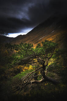 Schöner grüner Baum in den Bergen zur Herbstzeit in Schottland - CAVF80473