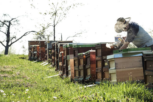 Imker bläst Rauch über Bienenstöcke auf einem Feld gegen den Himmel - WFF00375