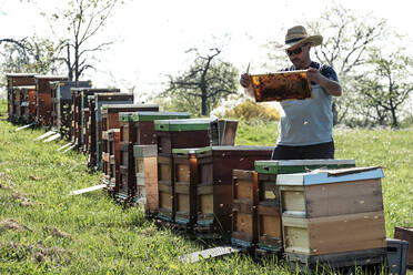 Imker beim Analysieren von Waben mit Honigbienen über Kästen auf einem Feld - WFF00376