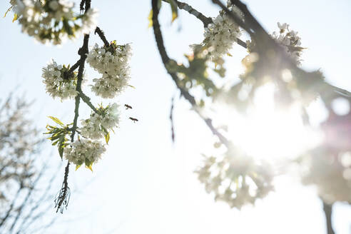 Nahaufnahme von Honigbienen, die über Apfelblüten gegen den Himmel an einem sonnigen Tag fliegen - WFF00379