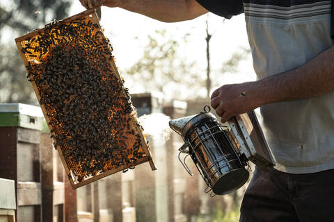 Mittelteil eines Imkers, der Rauch über Bienen auf einem Tablett bläst, lizenzfreies Stockfoto