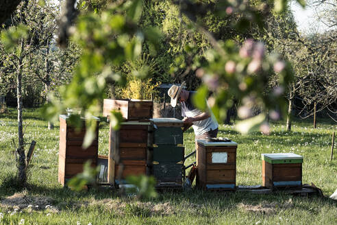 Imker arbeitet an Bienenstöcken gegen Bäume - WFF00382