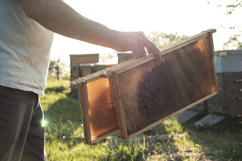 Close-up of beekeeper holding honeycomb trays while walking towards beehives stock photo