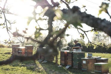 Imker bei der Arbeit an Bienenstöcken gegen den Himmel durch einen Baumzweig gesehen - WFF00385